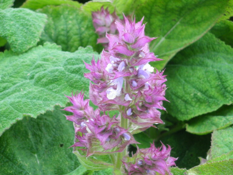 C'est quoi la sauge en arabe ?