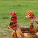 C'est quoi le fond de volaille ?