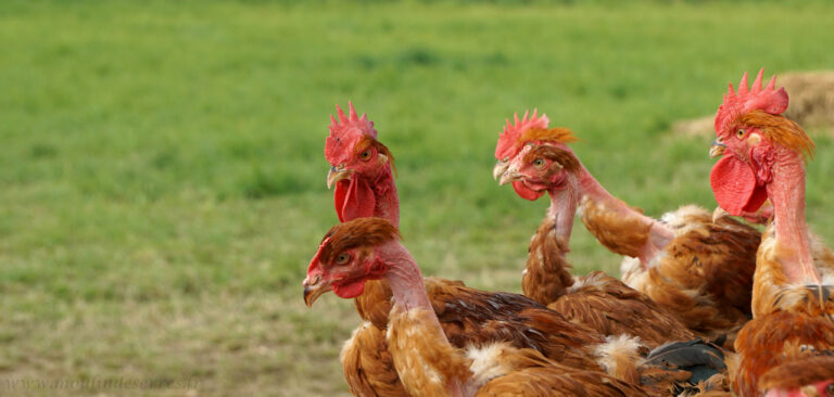 C’est quoi le fond de volaille ? C'est quoi le fond de volaille ?