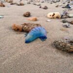 C'est quoi le truc bleu dans le Morbier ?