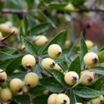 C'est quoi le vin de myrte ?