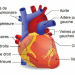 C'est quoi les oreillettes du cœur ?
