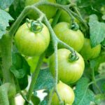 C'est quoi monder les tomates ?