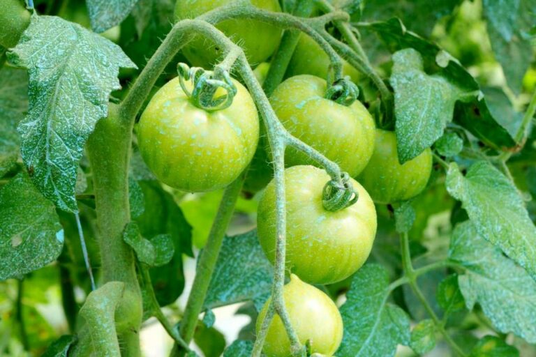 C’est quoi monder les tomates ? C'est quoi monder les tomates ?