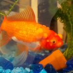 C'est quoi pocher un poisson ?