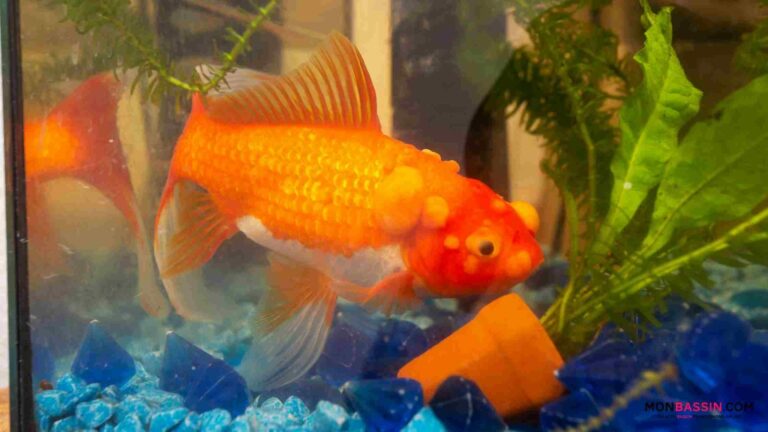 C'est quoi pocher un poisson ?