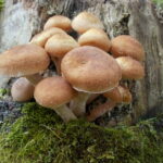 C'est quoi un champignon microscopique ?