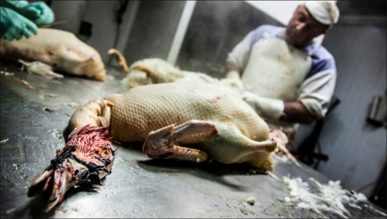 C'est quoi un lobe de foie gras ?