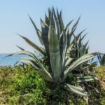 C'est quoi une plante exotique ?