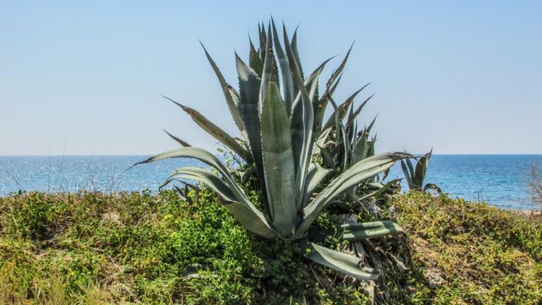 C’est quoi une plante exotique ? C'est quoi une plante exotique ?