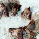 Cet ingrédient est MAGIQUE pour supprimer définitivement les papillons de la nourriture