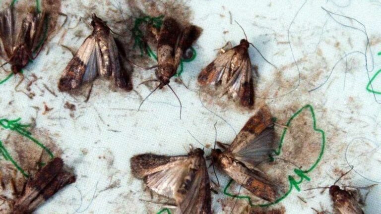 Cet ingrédient est MAGIQUE pour supprimer définitivement les papillons de la nourriture