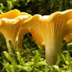 Comment Decongeler girolles ?