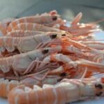 Comment Decongeler langoustines cuites ?