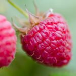 Comment Dit-on framboise ?