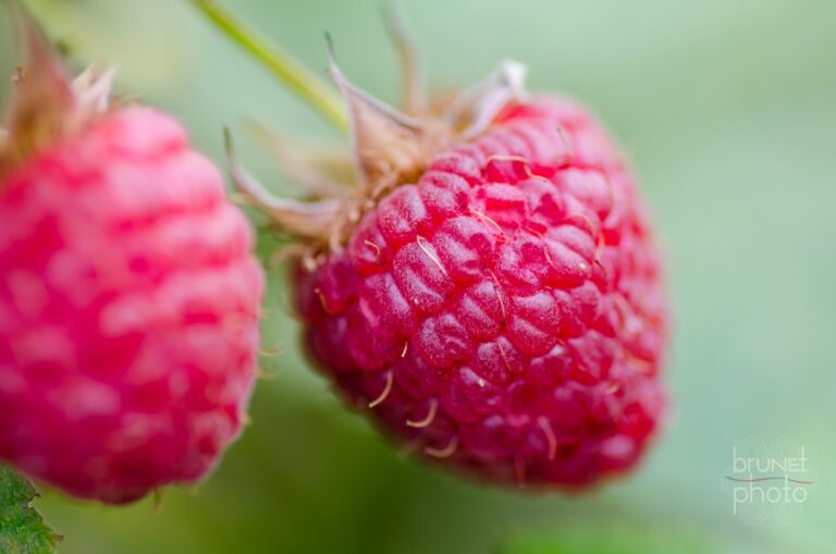 Comment Dit-on framboise ? Comment Dit-on framboise ?