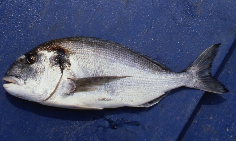 Comment Ecrire dorade ou daurade ?