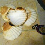 Comment Elever des coquilles Saint-jacques ?