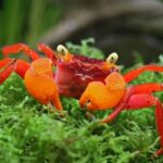 Comment Elever des crabe vampire ?