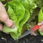 Comment agrémenter les salades ?