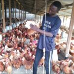 Comment améliorer la ponte des cailles ?