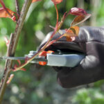 Comment apprêter le sébaste ?