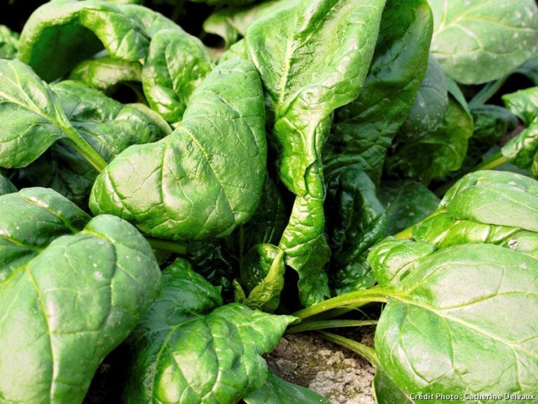 Comment associer les épinards ?