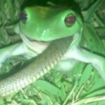 Comment avale une grenouille ?