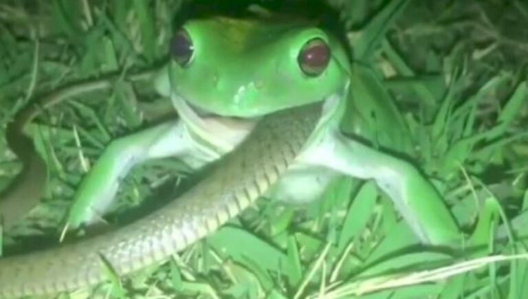 Comment avale une grenouille ? Comment avale une grenouille ?