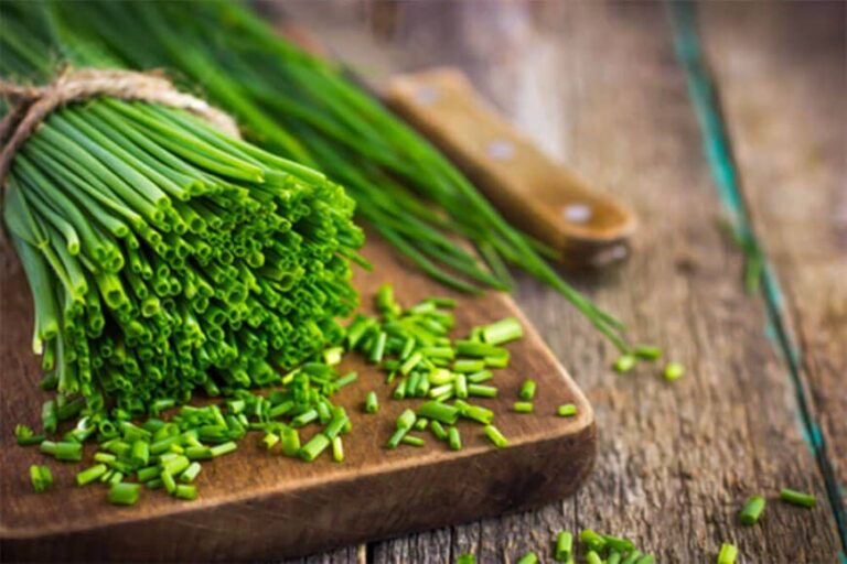 Comment avoir de la belle ciboulette ? Comment avoir de la belle ciboulette ?