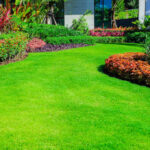 Comment avoir une belle pelouse sans mousse ?