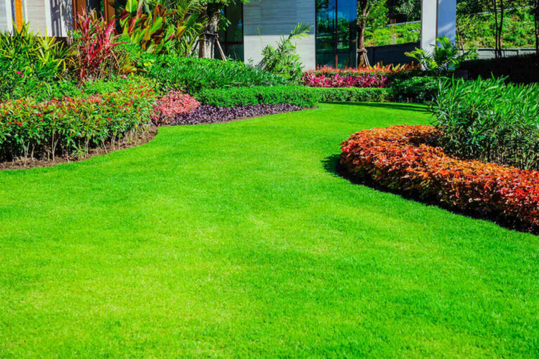 Comment avoir une belle pelouse sans mousse ? Comment avoir une belle pelouse sans mousse ?