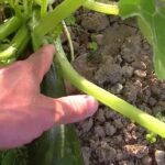 Comment bien couper des courgettes ?