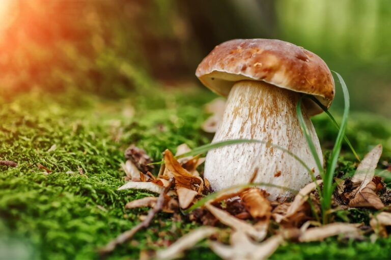 Comment bien décongeler des cèpes ?