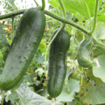 Comment bien digérer les concombres ?