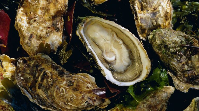 Comment bien laver les huîtres ?