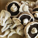 Comment bien nettoyer des champignons ?