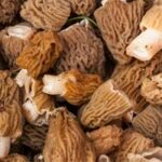 Comment bien nettoyer les morilles ?