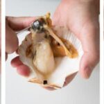 Comment bien nettoyer les noix de Saint-jacques ?