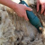 Comment calmer un mouton ?