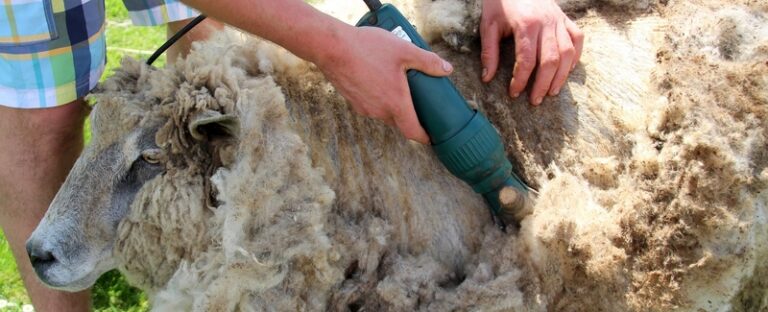 Comment calmer un mouton ? Comment calmer un mouton ?