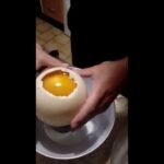 Comment casser un œuf d'autruche ?