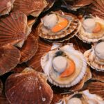 Comment choisir les St Jacques ?