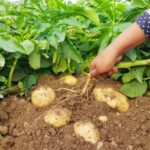 Comment choisir ses pommes de terre ?