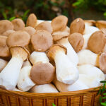 Comment classer les champignons ?