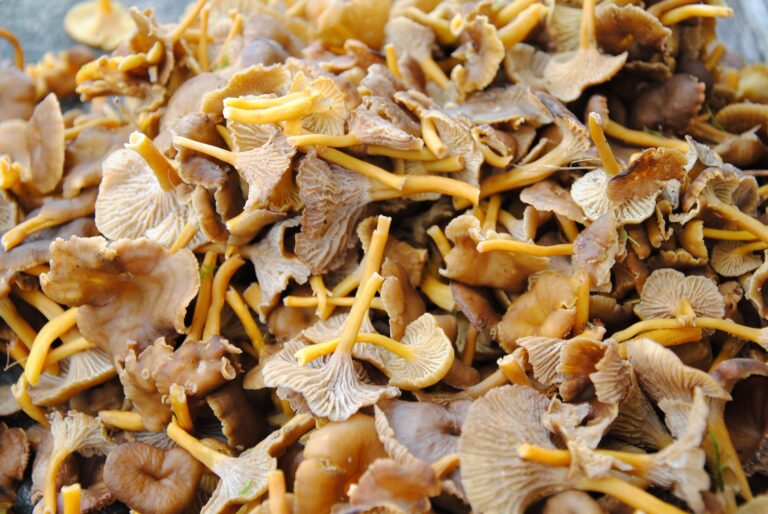 Comment congeler des trompettes chanterelles ? Comment congeler des trompettes chanterelles ?