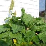 Comment conserver de la rhubarbe cuite ?