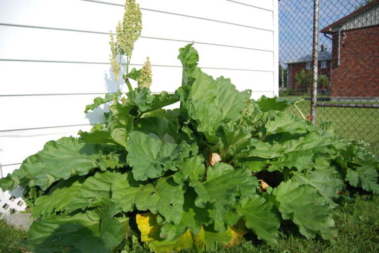 Comment conserver de la rhubarbe cuite ? Comment conserver de la rhubarbe cuite ?