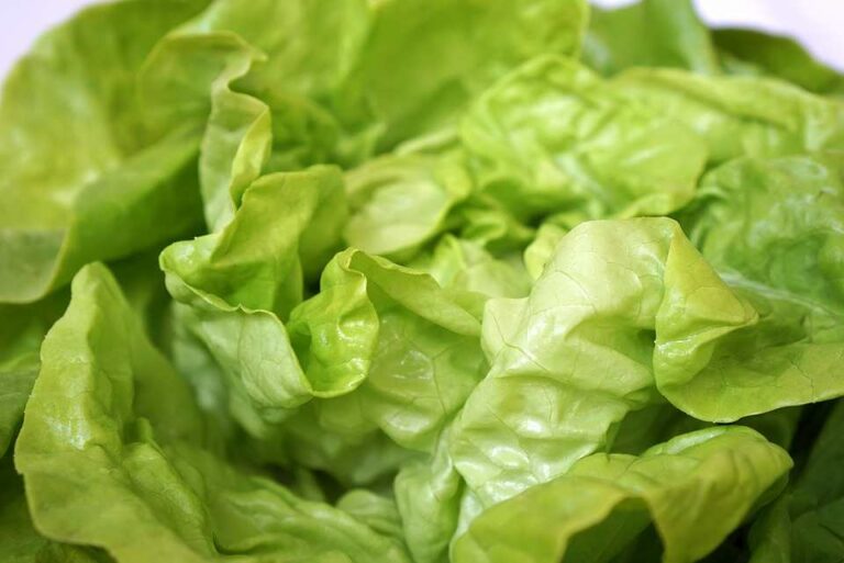 Comment conserver de la salade verte ? Comment conserver de la salade verte ?