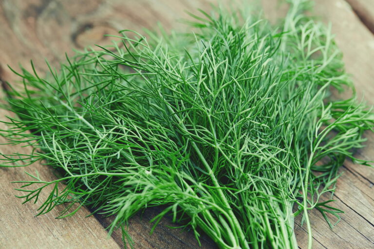 Comment conserver de l’aneth coupé ? Comment conserver de l'aneth coupé ?